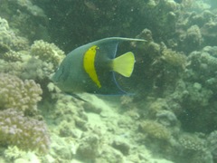 Pomacanthus maculosus