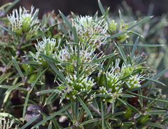 Hakea corymbosa