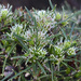 Cauliflower Hakea - Photo (c) Chris Clarke, some rights reserved (CC BY-NC), uploaded by Chris Clarke