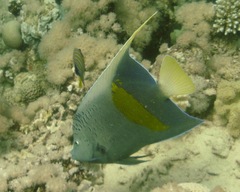 Pomacanthus maculosus