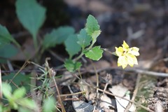 Goodenia glabra