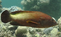 Cephalopholis hemistiktos