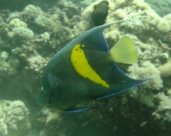 Pomacanthus maculosus