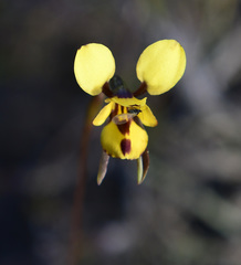 Diuris decrementa