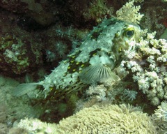Cyclichthys spilostylus