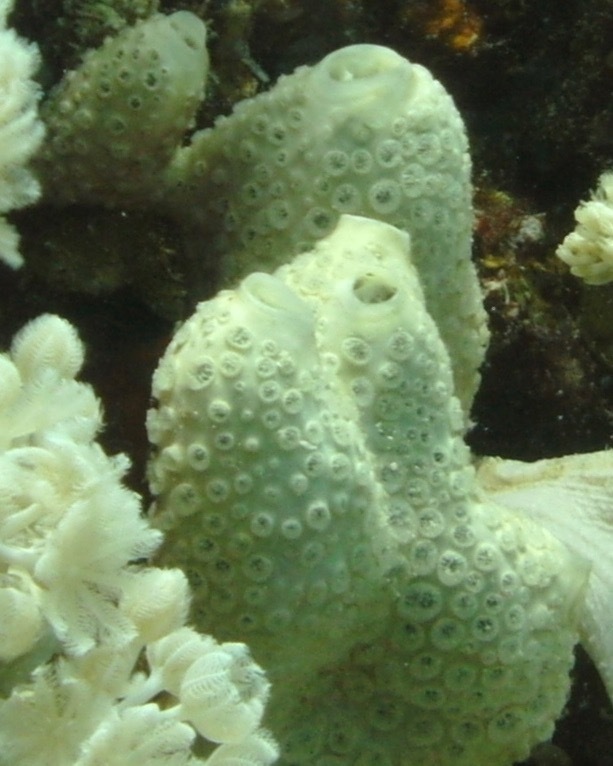 Crella cyathophora