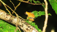Dendropsophus koechlini