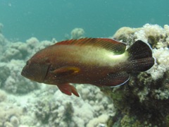 Cephalopholis hemistiktos