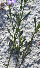Boronia spathulata