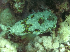 Cyclichthys spilostylus