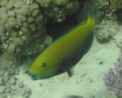 Chlorurus