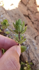 Pogogyne zizyphoroides