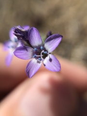 Gilia clivorum