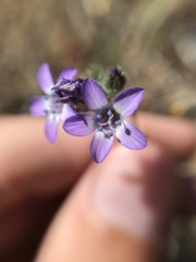 Gilia clivorum