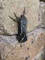 Abantiades argentata