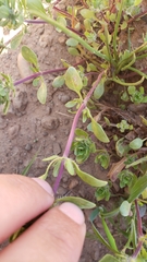 Pogogyne zizyphoroides