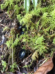 Pseudosarcosoma latahense