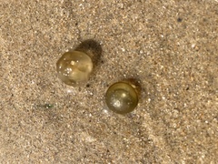 Derbesia marina