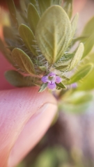 Pogogyne zizyphoroides