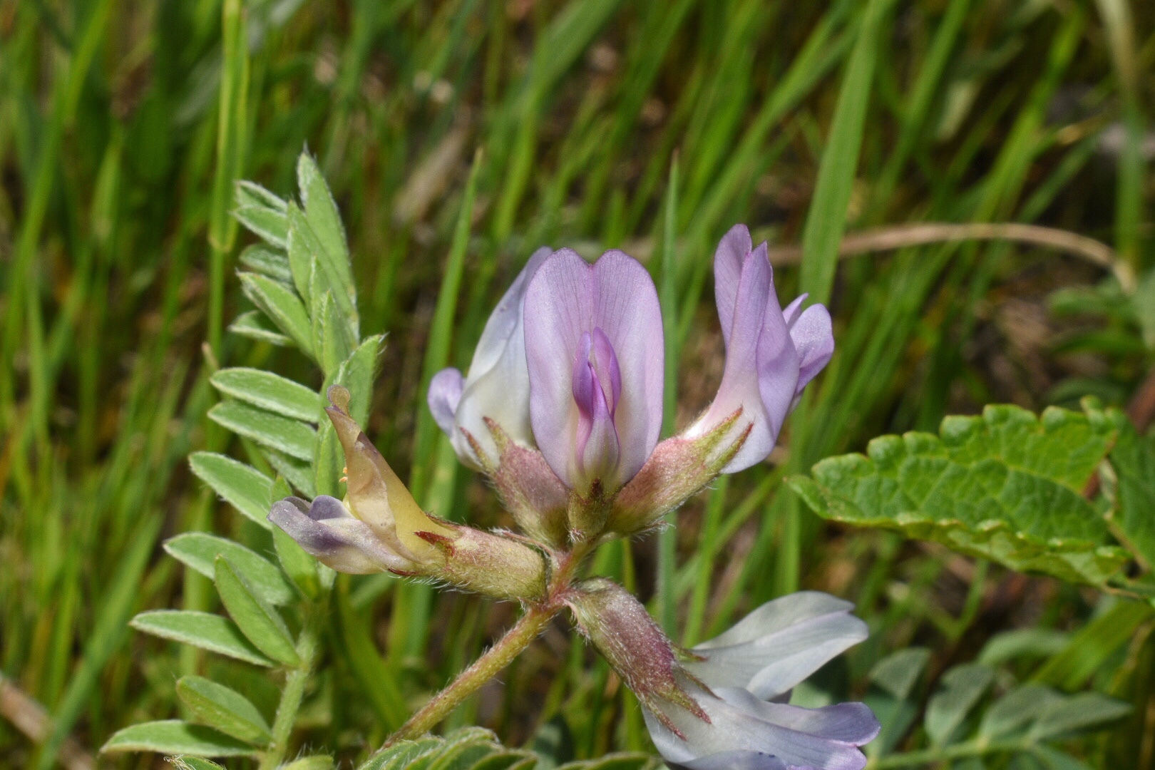 Astragalus crassicarpus var. crassicarpus