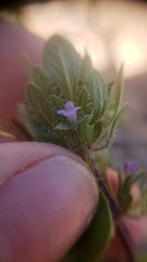Pogogyne zizyphoroides