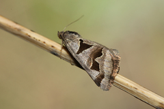 Euclidia triquetra