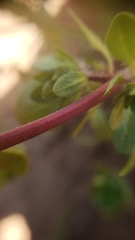 Pogogyne zizyphoroides