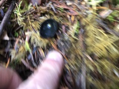 Pseudosarcosoma latahense