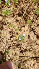 Pogogyne zizyphoroides