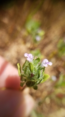 Pogogyne zizyphoroides