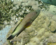 Cephalopholis hemistiktos