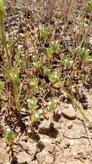 Pogogyne zizyphoroides