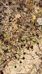 Pogogyne zizyphoroides