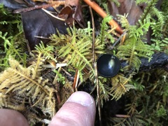 Pseudosarcosoma latahense