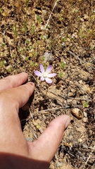 Brodiaea nana