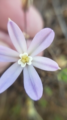Brodiaea nana