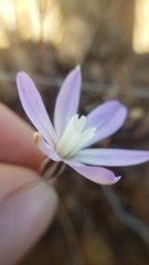 Brodiaea nana