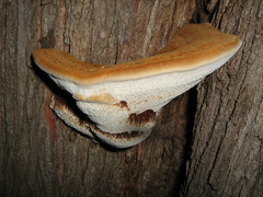 Inocutis tamaricis