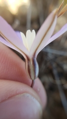 Brodiaea nana