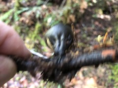 Pseudosarcosoma latahense