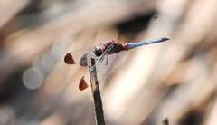 Erythrodiplax atroterminata