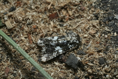 Hadena variolata