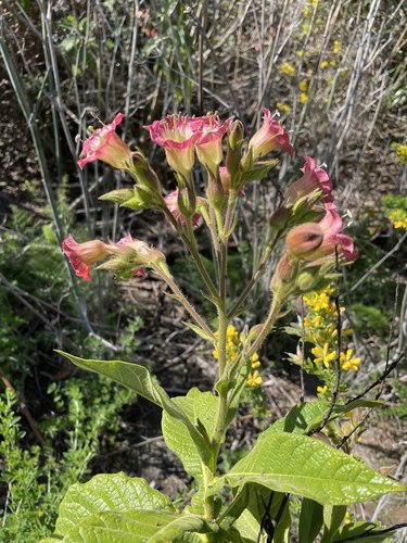 Image of Nicotiana tomentosa by (c) crothfels, some rights reserved (CC BY)
