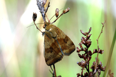 Heliothis adaucta