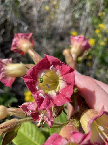 Image of Nicotiana tomentosa by (c) crothfels, some rights reserved (CC BY)
