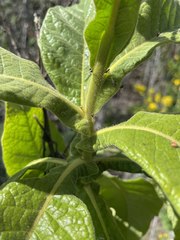 Nicotiana tomentosa