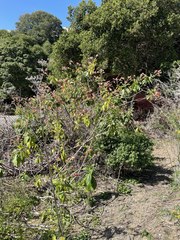 Nicotiana tomentosa