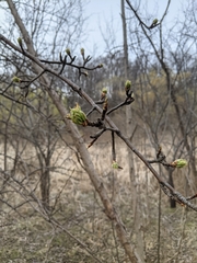 Magnoliopsida