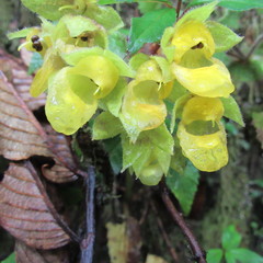 Calceolaria perfoliata