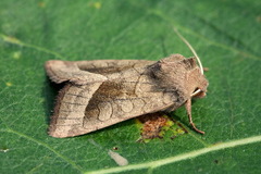 Hydraecia mongoliensis